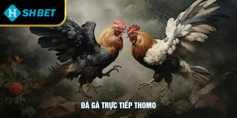 Đá Gà Trực Tiếp Thomo Cuốn Hút Với Góc Nhìn Sắc Nét