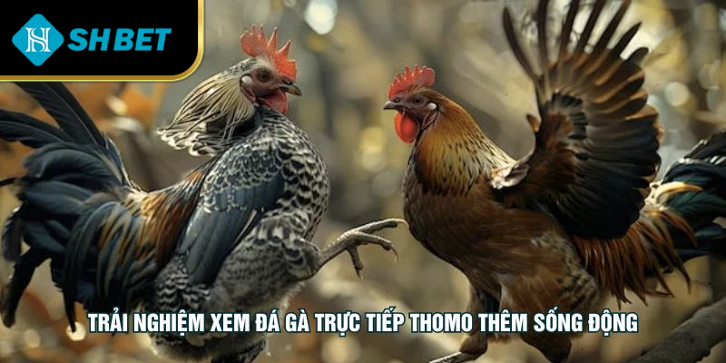 Trải nghiệm xem đá gà trực tiếp thomo thêm sống động